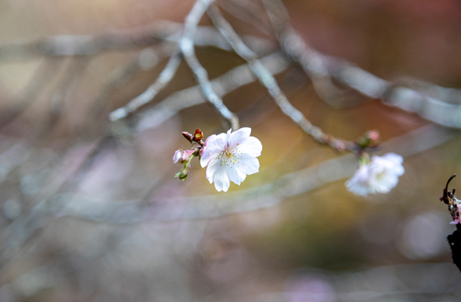 葉の落ちた木に薄桃色の花