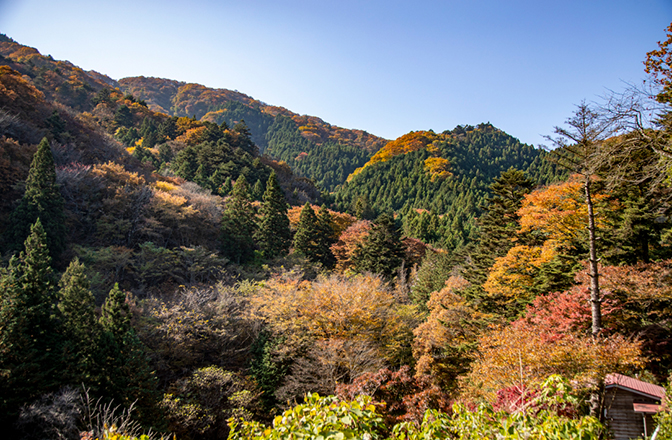 紅葉した山の風景