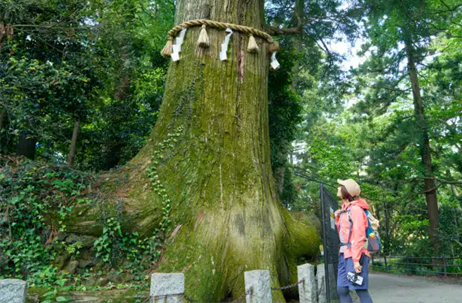 しめ縄が巻かれた大きなタコ杉を見上げるかほさん