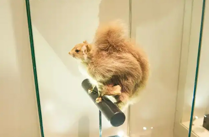 ムササビの剥製