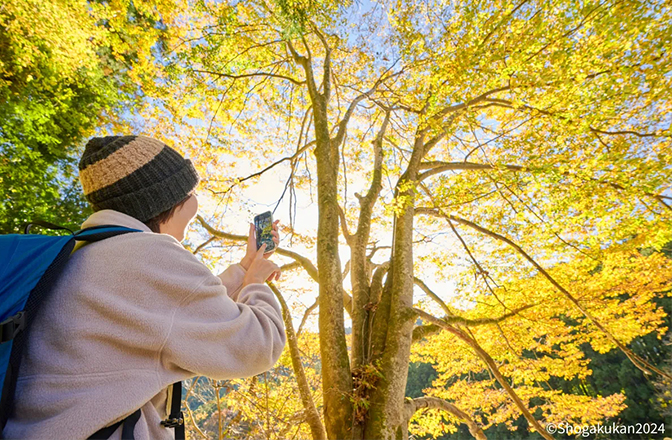 紅葉を写真に収めるヨッシー